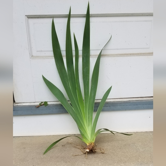 5 for 15$ Bearded Iris Rhizomes - Purple - Picture 8 of 14
